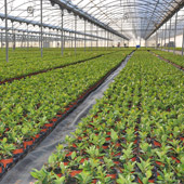 Dipladenia