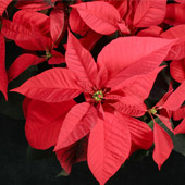 Poinsettia