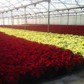 Poinsettia