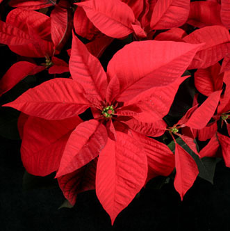 Poinsettia