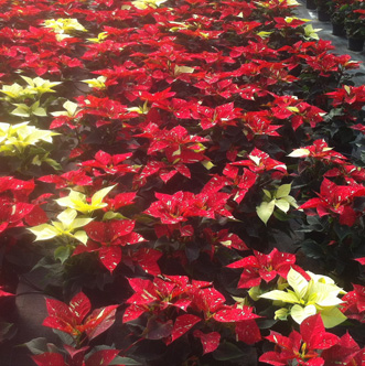 Flor de Pascua - Poinsettia